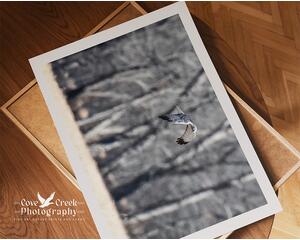 Limited edition nature photography giclee print of a northern harrier gliding over a field in winter and available at Cove Creek Photography